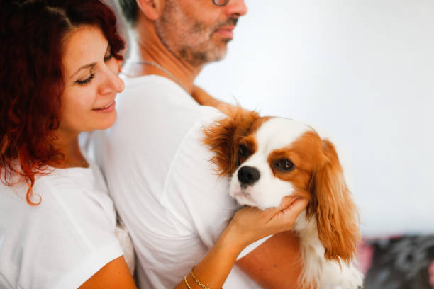 king charles cavalier testimonials